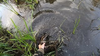 Стрелял бобра. Успешно. Охота на бобра в канаве.