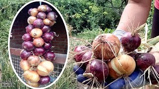 Как заплести лук в косы Как сохранить лук после уборки