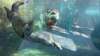 Home Safari with otters Sugar and Wesley
