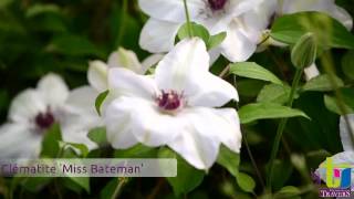 Clématite 'Miss Bateman' - Pépinières TRAVERS - Spécialiste des plantes grimpantes