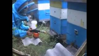 Обработка пчёл дым пушкой Варомор