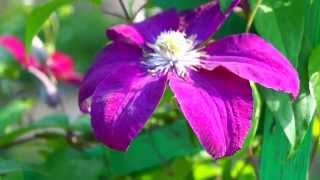 Футаж Цветы 1080 HD скачать бесплатно 2