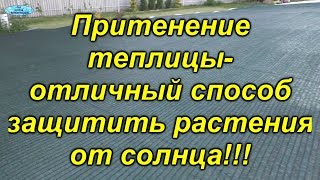 Защита растений от солнца- укрытие теплицы затеняющей сеткой.