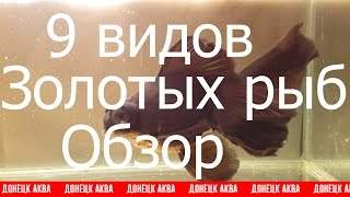 Золотая рыбка, How To Care For A Goldfish, goldfish and their characteristics