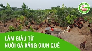 Cách làm giàu từ nuôi gà bằng giun quế - Trại Giun Quế Ba Vì