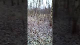 Как найти рог оленя потерянный весной