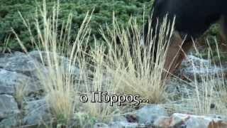 Κυνήγι λαγού- ΝΕΑ ΤΑΙΝΙΑ DVD ΕΛΛΗΝΙΚΟΣ ΙΧΝΗΛΑΤΗΣ μέρος2ο