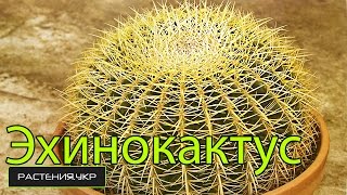 Эхинокактус грузони / Уход за кактусом