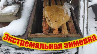 Экстремальная зимовка пчёл Пчеловодство 2019 Эксперимент