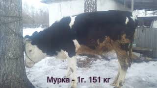 Итоги весеннего забоя