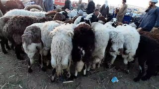 سوق المواشي اليوم 7.12.2019 وأسعار الأغنام والماعز والرضيع والقاني # قناه الحلوين