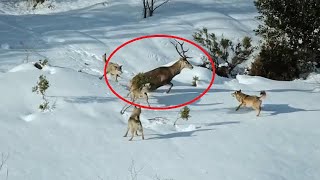 Стая Волков Окружила Оленя. Вот что было дальше...