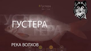 RF! РР4! Русская Рыбалка 4! Река Волхов - Густера!