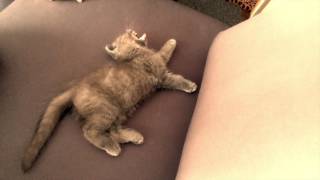 VLOG #5: Мы купили шотландского кота