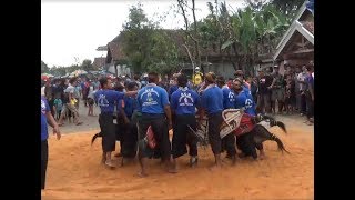 MULAI KALAP!!!..."jaranan kidal ACR anusopati candi rejo live srigading, tajinan"