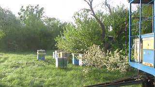 Кочевая пасека Точок 6 часов утра Для просмотра зимой