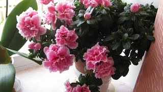 Комнатные цветы.  Азалия ( рододендрон, альпийская роза) Содержание и уход за Азалией.