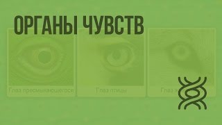 Органы чувств. Видеоурок по биологии 7 класс