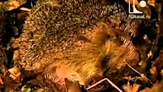 Жизнь замечательных животных: Ёжики