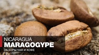 Кофе в зернах отзывы // Обзор кофе Никарагуа Марагоджип в турке // Nicaragua Maragogype Coffee