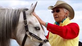 BEMER Horse Blanket- A Natural Therapy For Horses