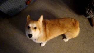 Corgi says: "Answer the phone!!!"