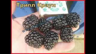 Ежевика в Беларуси. Замечательный сорт  ТРИПЛ   КРАУН.