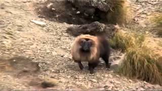 Hunting Chamois, Red Stag, Tahr, Fallow Deer, Sambar, Rusa, Ram, and Wallaby in New Zealand