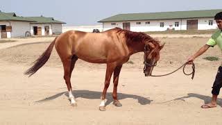 Karabakh stalion named Lachin 4 yo.  Карабахский жеребец Лачын 4 летка