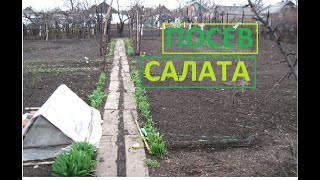 Посев салата в грядке. Травы для приправы