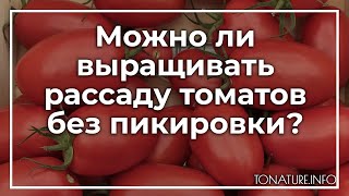 Можно ли выращивать рассаду томатов без пикировки? | toNature.Info