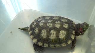 Отит у черепахи/Otitis media turtle