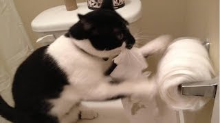 Я РЖАЛ ПОЛЧАСА. Смешные Коты и Собаки. ПРИКОЛЫ С ЖИВОТНЫМИ. #25