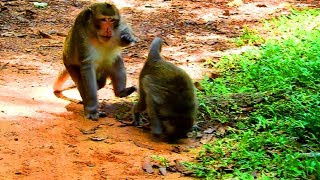 Terrify ! Acheb FIGHT dolly, Amari and kick Sasha to make all baby very worry about this