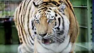 Volvo Trucks - A tiger as cargo makes for extreme driving