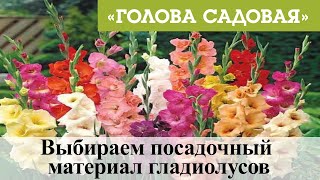 Голова садовая - Выбираем посадочный материал гладиолусов