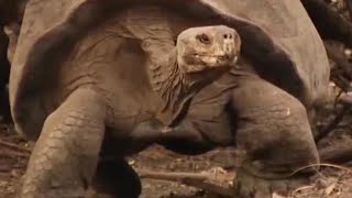 Alien invasion on the islands - BBC Environment