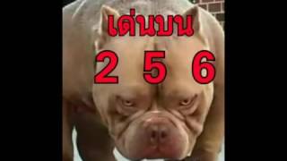หวยเลขคู่ดับบน-ดับล่าง อ.ชำนาญ งวด16/8/59