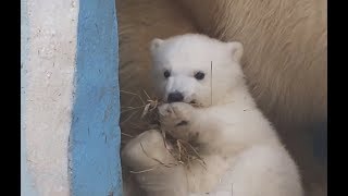 БЕЛЫЙ МЕДВЕЖОНОК