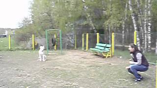 Аргентинский дог