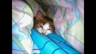 Бася, кошка инвалид, без задней лапки.