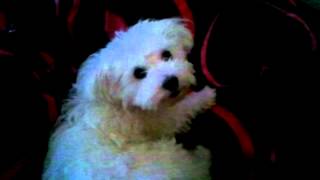 Maltese dog, funny!