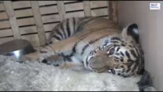 Амурский тигренок, спасенный полицейскими в Нижневартовске