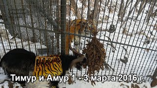 Тимур и Амур 1 - 3 марта 2016 г.