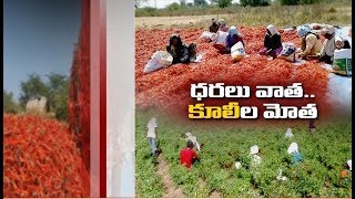 Jaikisan AP | 13th Feb '20 | ప్రకాశం జిల్లాలో ముమ్మరంగా మిర్చి కోతలు