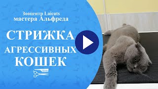 Стрижка агрессивных кошек.