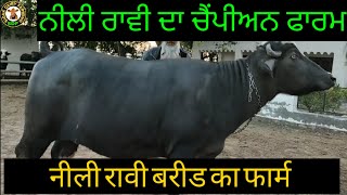 Neeli ravi breed champion farm, ਦੇਖੋ ਨੀਲੀ ਰਾਵੀ ਨਸਲ ਦਾ ਚੈਂਪੀਅਨ ਫਾਰਮ