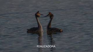 Mergulhão-de-crista, Podiceps cristatus