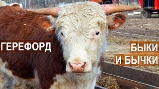 Быки-производители и бычки на откорме герефордской породы. Семейная ферма КФХ Герефорд.