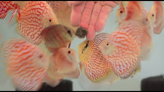 August 2016 Discus Stock At Canadian Aqua Farm
